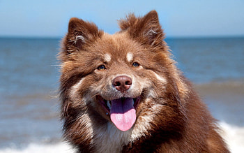 Animals, Dog, Muzzle, Language, Tongue, Fatigue HD wallpaper