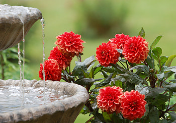 Flowers, Water, Fountain, Dahlias, Summer Garden HD wallpaper