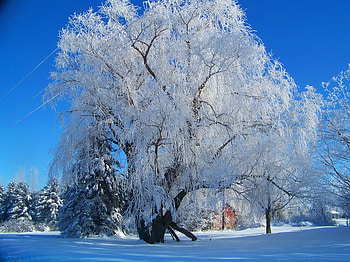 Winter wonder, winter, blue sky, frost, snow, tree HD wallpaper