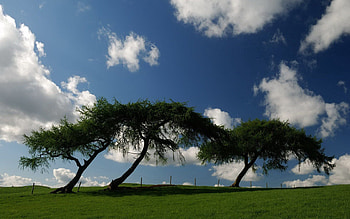 Nature, Trees, Slope, Meadow, Incline HD wallpaper