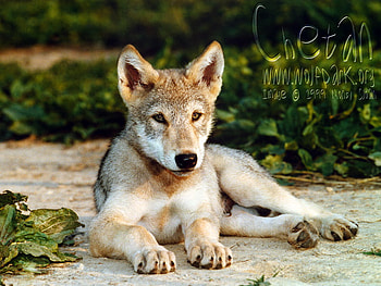 Mexican Wolf Pup, baby coyote, lone wolf, puppies, mexican wolf pups, grey wolves, wildlife, animals, mexican wolves, wolf pups, cute puppies HD wallpaper