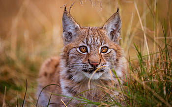 Lynx , lynx, animals HD wallpaper