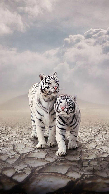 White Tiger , Ethereal charm, Mysterious beauty, Striking visuals HD phone wallpaper