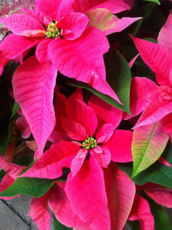 Holiday foliage, Red-green poinsettia, Christmas floral, Winter flowers HD phone wallpaper