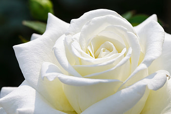 Macro, Rose Flower, Rose, Petals, Bud HD wallpaper