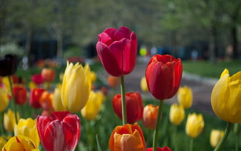 A colorful display of tulips in a lush spring garden setting, capturing nature's beauty. HD wallpaper