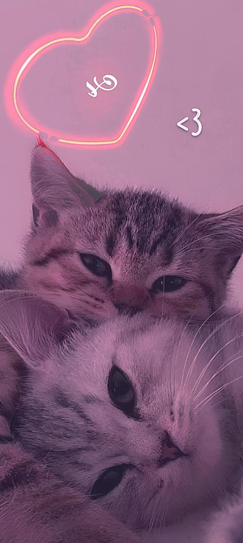 cat HD phone wallpaper