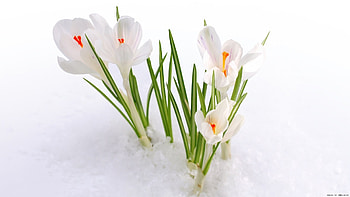 Plants, Flowers, Snow, Snowdrops HD wallpaper
