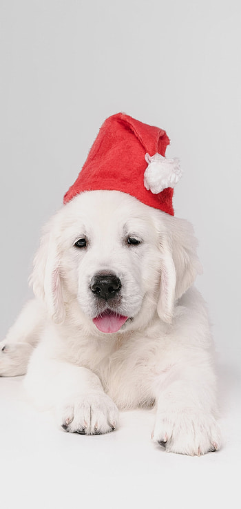 Animal, golden retriever HD phone wallpaper