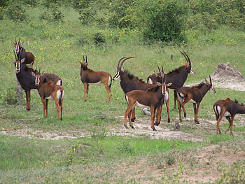 sable antelope (Hippotragus niger), Victoria, sable antelope, Zimbabwe, Livingstone park HD wallpaper