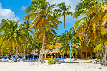 Tropical Palm Trees in Caribbean, Palms, Tropical, Resorts, Sand, Trees, Nature, Caribbean, Beaches HD wallpaper