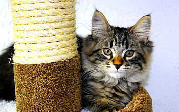 HELLO KITTY, sitting, kitty, feline, watching, purr HD wallpaper