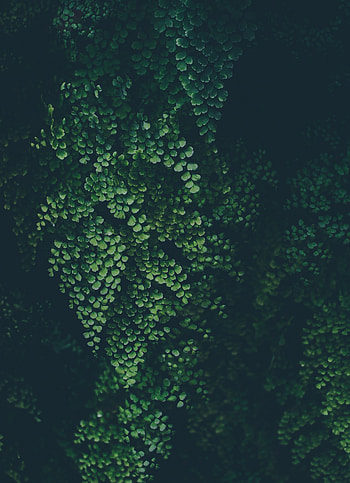 Green leaves, clover, nature, plants HD phone wallpaper