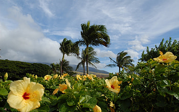 Landscape, Palms HD wallpaper