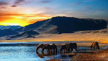 Beautiful Pony's, sand, horse, landscape, dessert, sunrise, mountain, lake, horses, nature, mountains, water, pony, sunset HD wallpaper