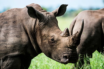 Captivating close-up of a rhinoceros in the grasslands of Bo-Karoo, South Africa. HD wallpaper