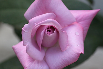 pink petals, plants, soft, nice, rose, pink, delicate, pretty, blossoms, bud, nature, flowers, blooms, lovely HD wallpaper