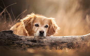 Dog, animal, brown, log HD wallpaper