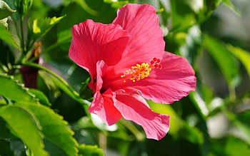 Hibiscus, macro, flower, red HD wallpaper