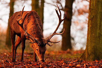 Deer, animal, grass, tree HD wallpaper