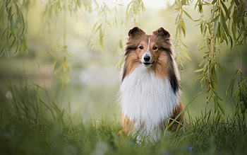Shetland Sheepdog, dog, animal, nature HD wallpaper