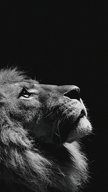.wiki-Lion-Looking-Sky-Animal-Nature-Dark- HD phone wallpaper