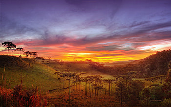 Araucaria Vale, mivisions, graphy, r, brazil, panorama, santa catarina, araucaria, valley, trees, nature, forest, sunset HD wallpaper