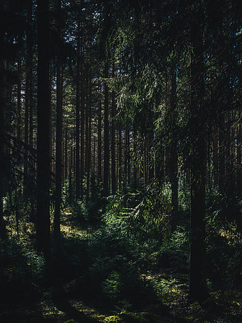 Nature, Trees, Summer, Forest, Shadows, Ylöjärvi, Yulyarvi, Western Finland HD phone wallpaper