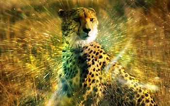 Leopard, animal, brave, cheeta, wide, , 1900x1200 HD wallpaper