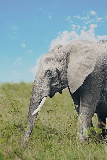 A majestic African elephant gracefully roaming a grassy field under a clear blue sky. HD phone wallpaper