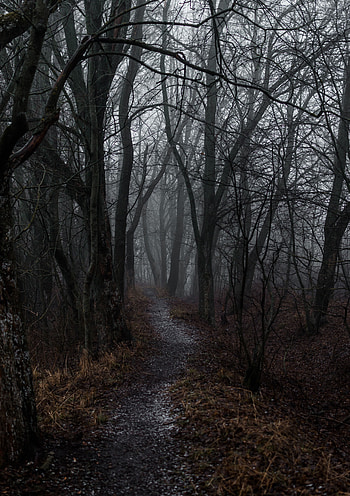 Nature, Autumn, Forest, Fog, Path HD phone wallpaper
