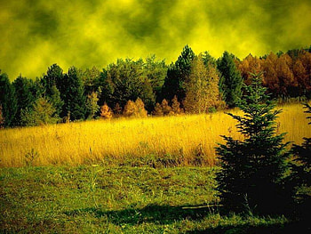 Green paradise, nature, forest, field, green HD wallpaper