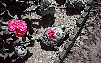TURTLE WITH ROSE PETALS, garden, close up, turtle, rose, pink, animals, petals, black and white, , macro HD wallpaper
