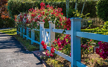 Happy Fence, garden, flowers, red, fence HD wallpaper