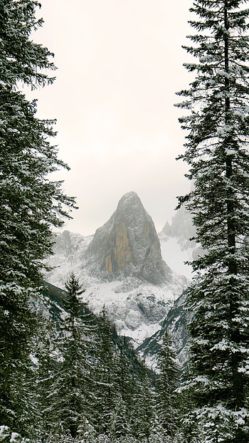 Nature, Snow, Mountain, Branches, Hill HD phone wallpaper