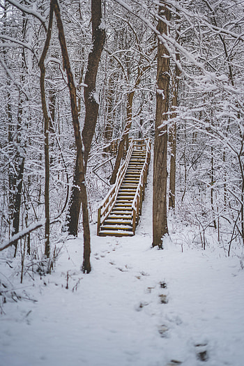 Nature, Trees, Snow, Forest, Stairs, Ladder HD phone wallpaper