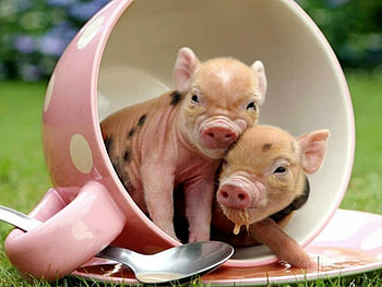 TWO LITTLE PIGS, PIGS, LITTLE, CUTE, TWO HD wallpaper