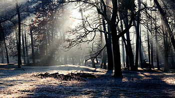 Forest Trees Shadow Light, forest, trees, shadow, light, nature HD wallpaper