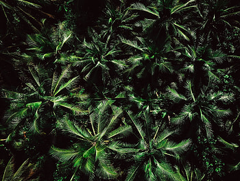 Nature, Trees, Palms, View From Above, Top, Tops HD wallpaper