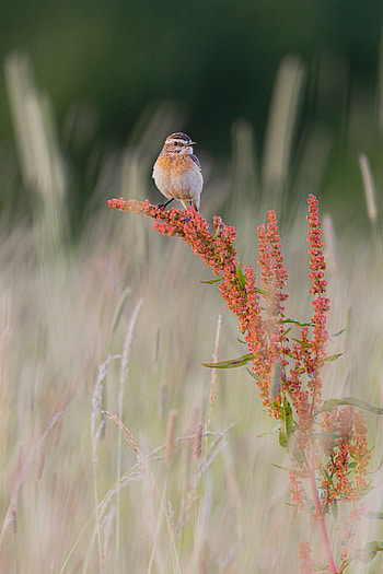 Animals, Bird, Branches, Ears, Spikes, Meadow Coinage, Lugovoi Minted HD phone wallpaper
