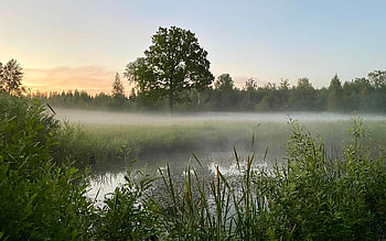 Morning Mist, tree, pond, mist, Latvia, meadow, sunrise HD wallpaper