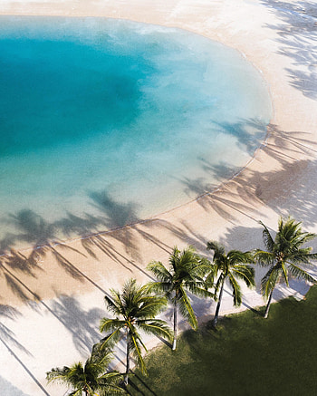 Aerial shot, beach, palms, nature HD phone wallpaper