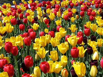 Flowers, Tulips, Spring, Mood, Different, Sunny HD wallpaper
