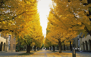 Streets, Landscape, Trees, Autumn, Leaves HD wallpaper