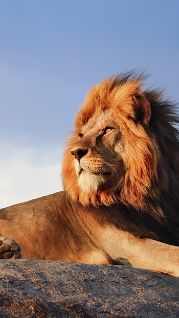 Animal, lion HD phone wallpaper