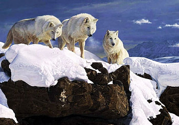 Wolfpack, winter, artwork, predators, wolves, painting, snow, rocks HD wallpaper