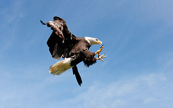 Animals, Sky, Bird, Predator, Eagle, Hunting, Hunt HD wallpaper