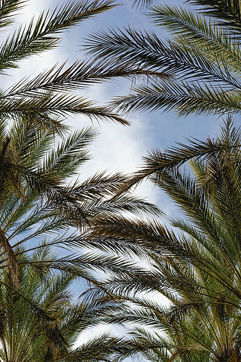 Nature, Sky, Palms, Plant, Branches HD phone wallpaper