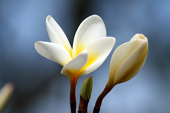 Flower, Flowers, Bud, Close-Up, Plumeria HD wallpaper