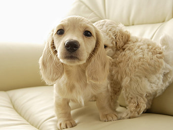 Dogs playing, dog, animal, puppy, play HD wallpaper